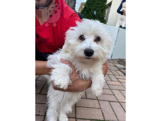 PoulaTo: Bichon Μάλτα προς πώληση